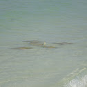 Tan Stingray