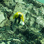 pêche oursin 052.jpg pêche oursin 052.jpg