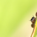 Jumping Spider