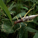 Two-spotted Tree Cricket