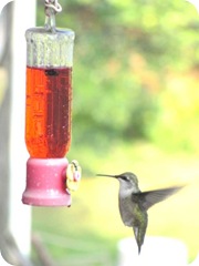 hummingbird 1