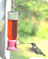 hummingbird 2