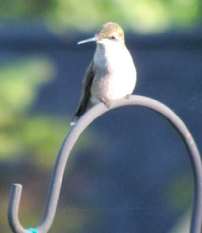 [hummingbird 10[6].jpg]