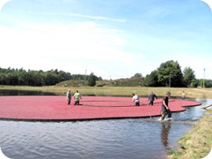 bog corraling the berries