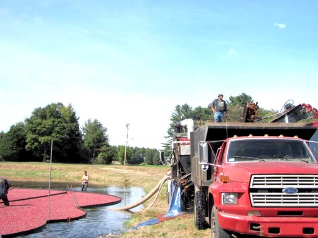 [bog suctioning the berries to truck1[3].jpg]