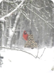 2010 snowstorm13