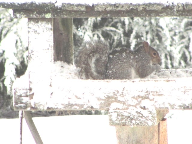 [1.27.11 squirrels on feeder3[3].jpg]