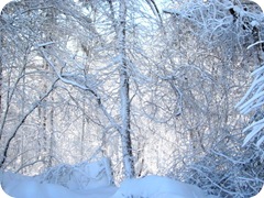 1.27.11 snowstorm sideyard4