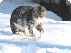 1-31-11 stray kitty