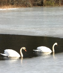 2.16.11swans swimming