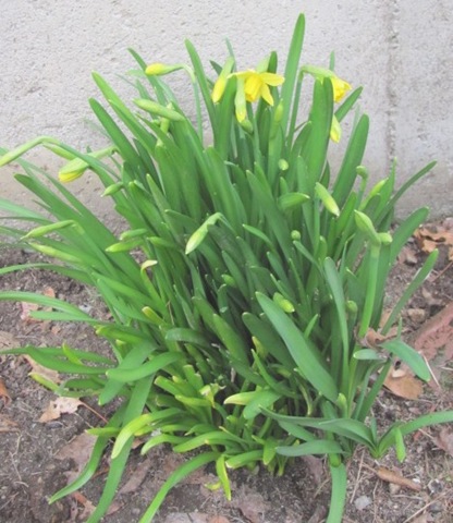 [daffodils tete tete3.19.2011[3].jpg]
