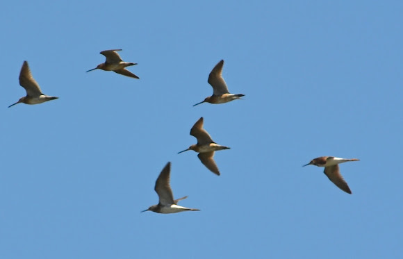 Spotting Image 1