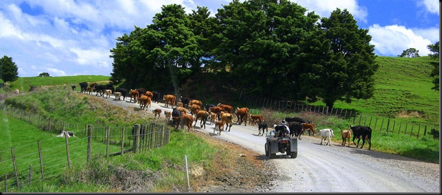 moving cows
