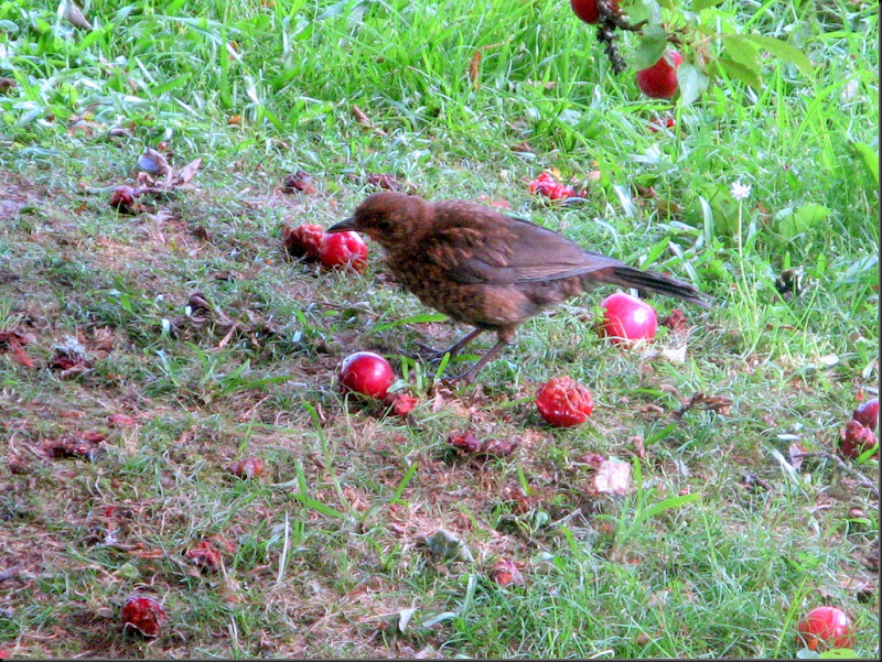 bird and apples