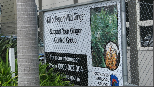 wild ginger