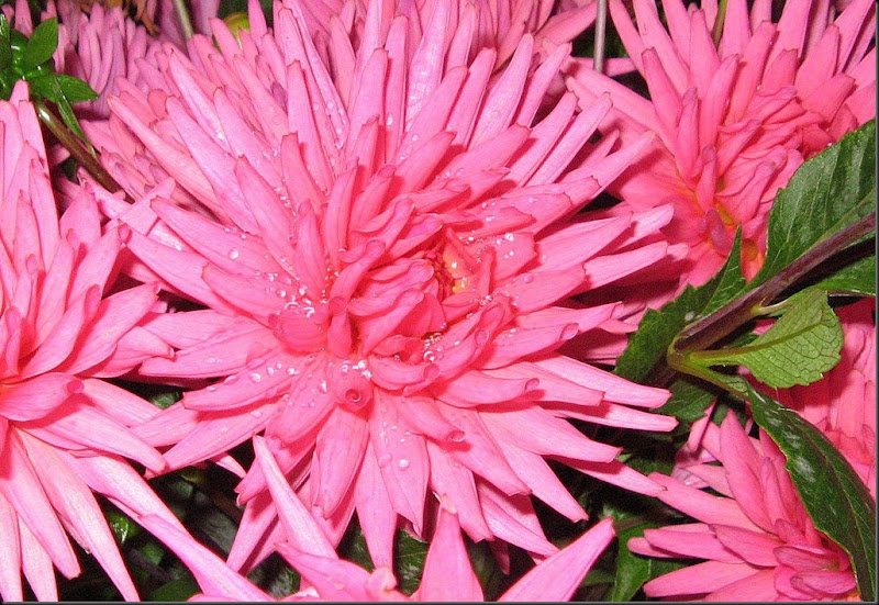 last of the dahlias 2011 last of the dahlias 2011