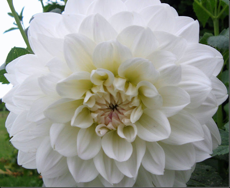 white dahlia