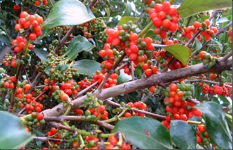 berries berries