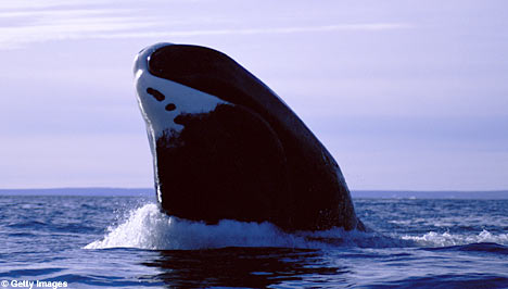 ... ikan paus terbesar, soalnya badannya kan besar bang