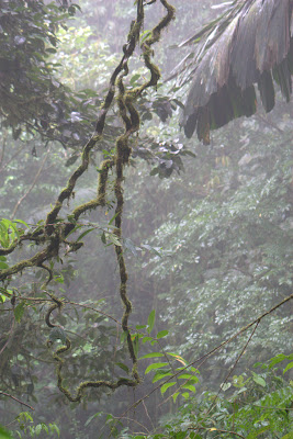 Water Vines. Cut them open and you can drink.