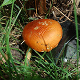 DSC_0162.JPG