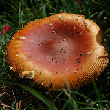 DSC_0163.JPG