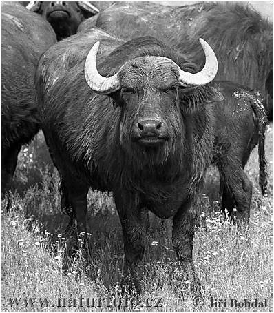 [buffalo-2903[2].jpg]
