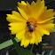 Honey Bee