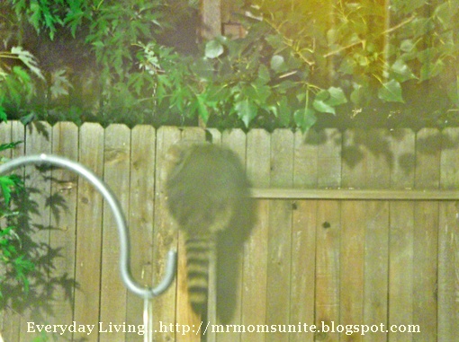 photo of Rocky Raccoon
