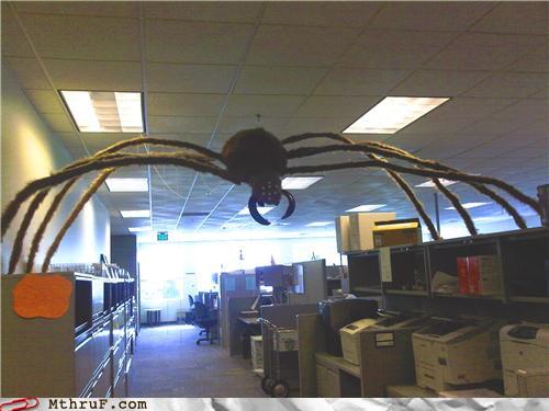 photo of a huge fake spider in an office