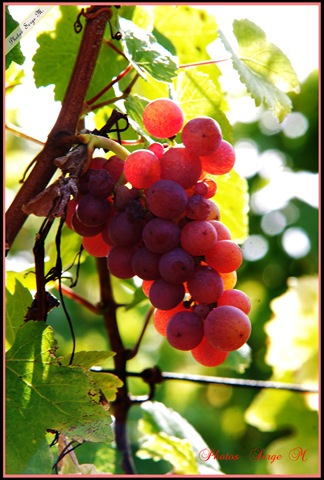 [Raisin rouge[4].jpg]