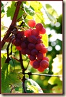 Raisin rouge