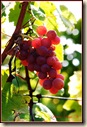 Raisin rouge