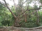nomad4ever_java_baluran_CIMG5138.jpg