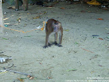 nomad4ever_philippines_palawan_nagtoban_CIMG2099.jpg