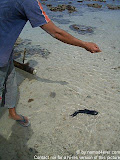nomad4ever_indonesia_sulawesi_pulau_gangga_CIMG2667.jpg