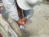 nomad4ever_indonesia_sulawesi_pulau_gangga_CIMG2669.jpg