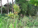 nomad4ever_indonesia_bali_landscape_CIMG1783.jpg