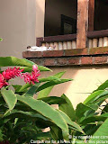 nomad4ever_indonesia_bali_landscape_CIMG2095.jpg