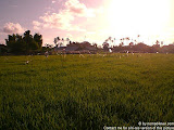 nomad4ever_indonesia_bali_landscape_CIMG2465.jpg