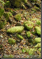 Jiuzhaigou, Sichuan, China (4)