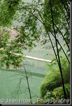 Beautiful Bamboo Forest - Mount Emei, Sichuan Province, China