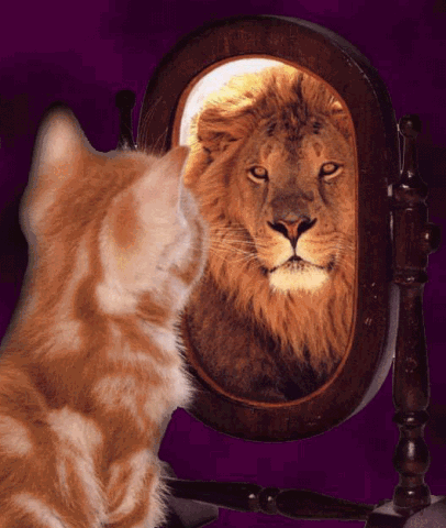 [GingerCat Looking in the Mirror[4].gif]