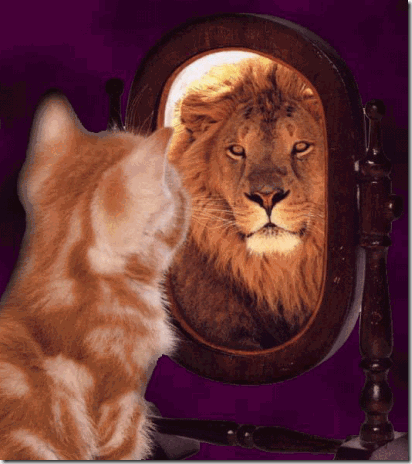 GingerCat Looking in the Mirror