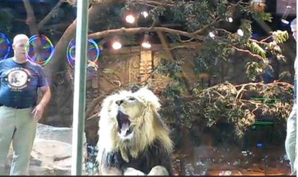 [Lion 2[5].jpg]