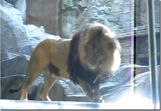 Lion 8