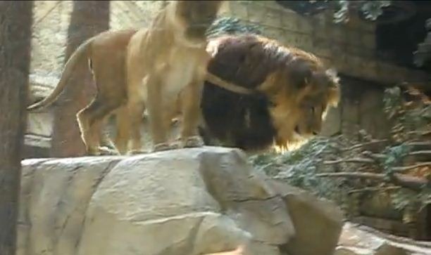 [Lion 9[6].jpg]