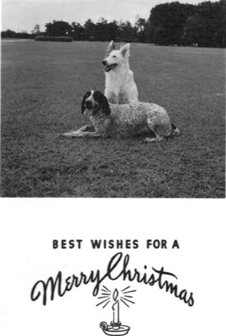 [Holiday Card_Dogs (Medium)[2].jpg]