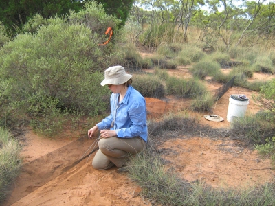 setting up traps