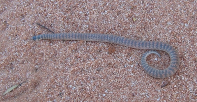 snake